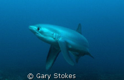 Inquisitive Thresher Shark, Malupascua, Phils. Taken at 7... by Gary Stokes 